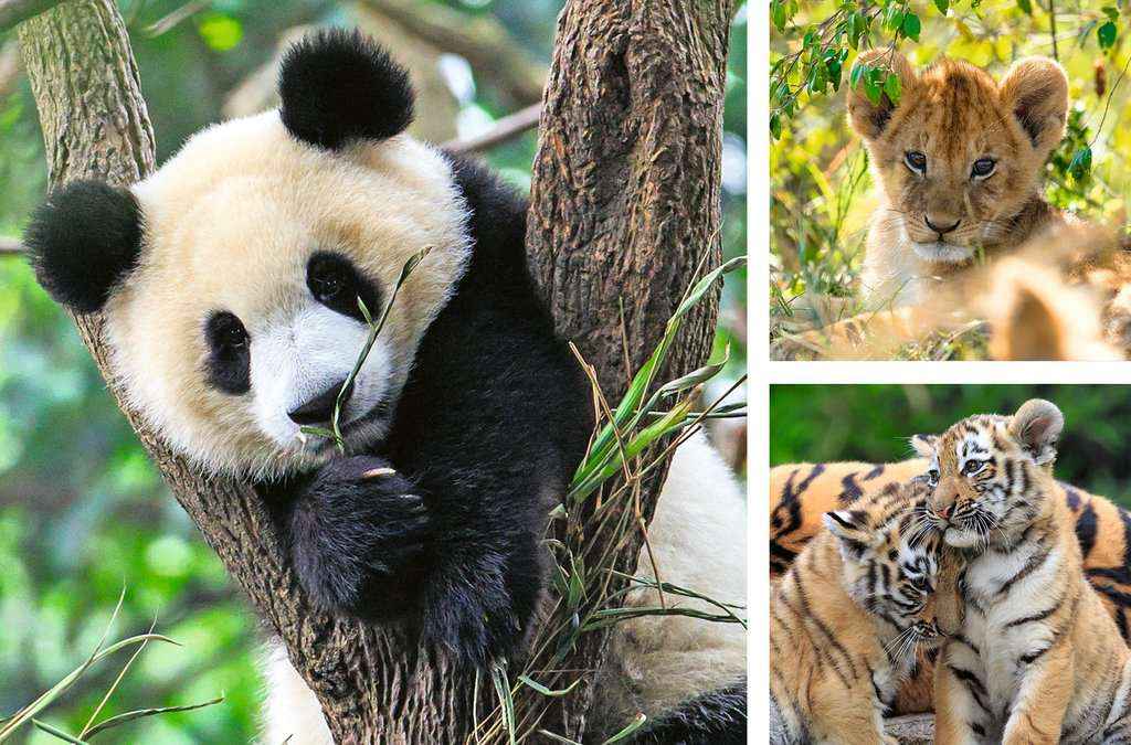Puzzle: Panda, Tiger und Löwe (3x49 Teile)