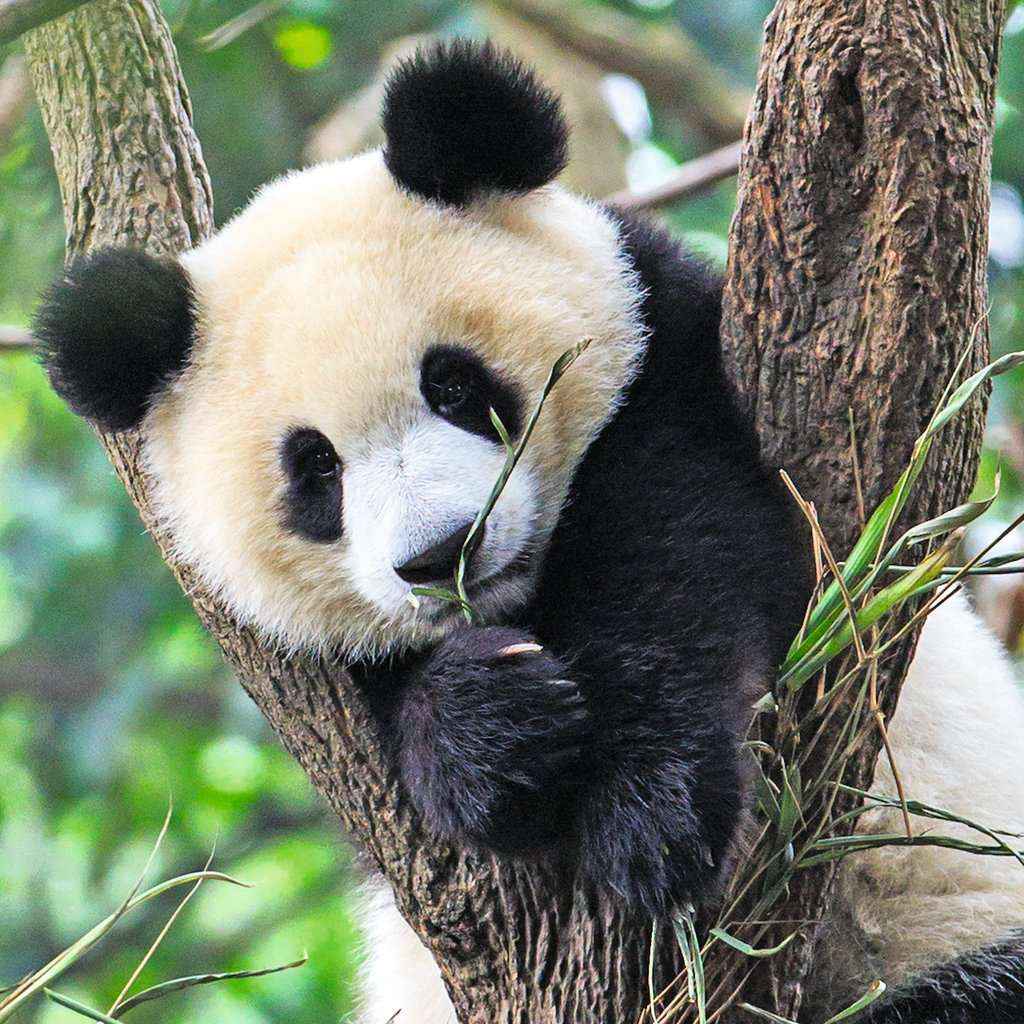 Puzzle: Panda, Tiger und Löwe (3x49 Teile)