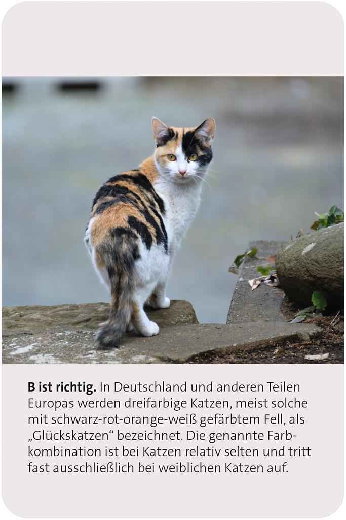 Das große Katzen Quiz