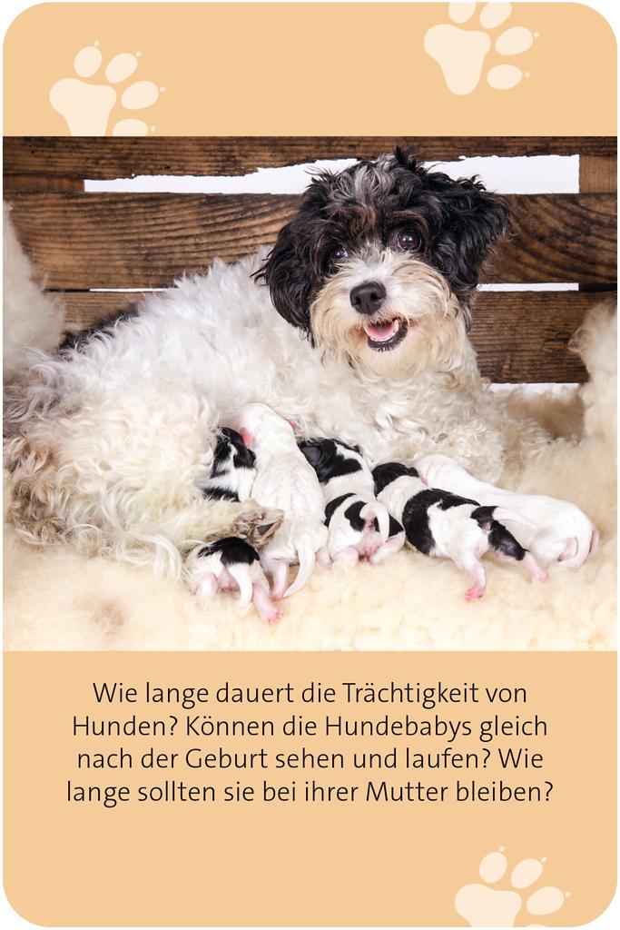 Das große Hund Quiz