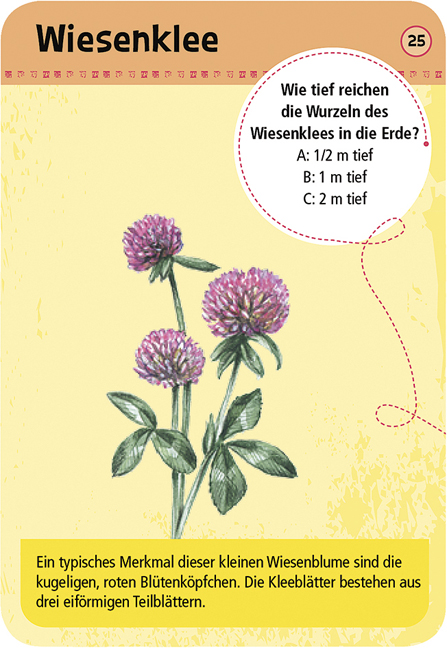 Expedition Natur – 50 heimische Blumen