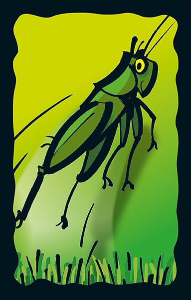 Schummel Hummel