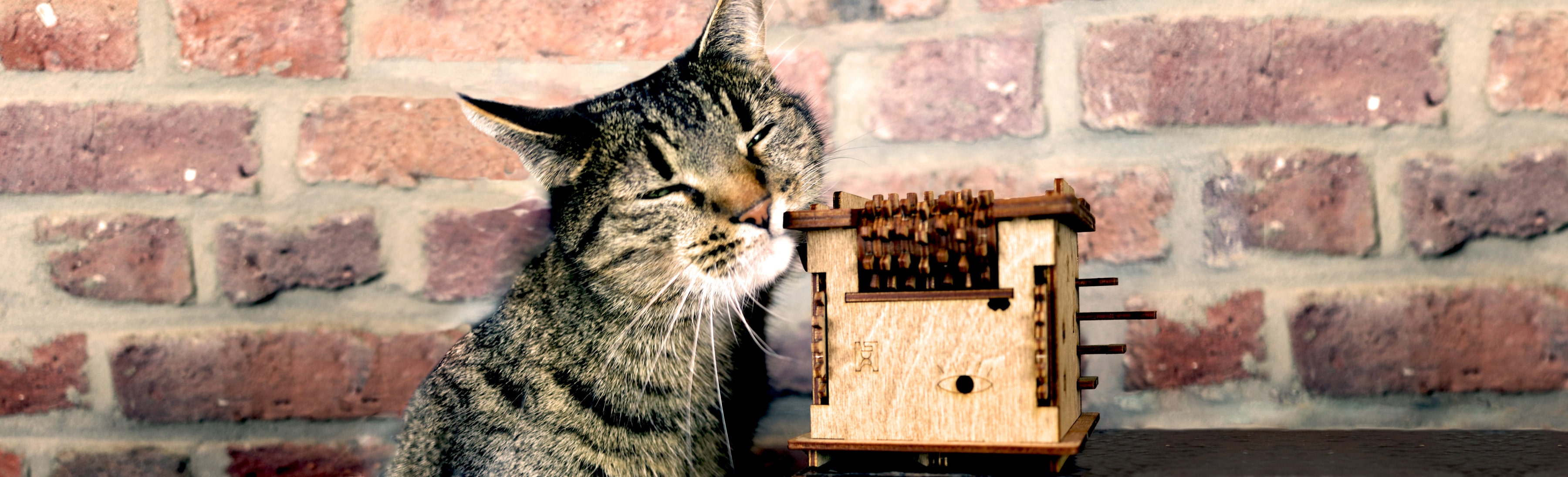Cluebox – Schrödingers Katze (multilingual)