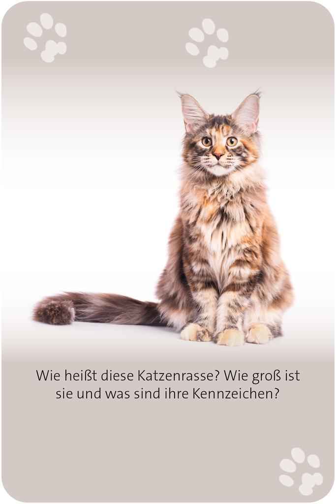 Das große Katzen Quiz