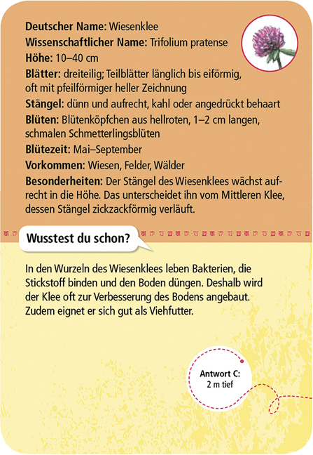 Expedition Natur – 50 heimische Blumen