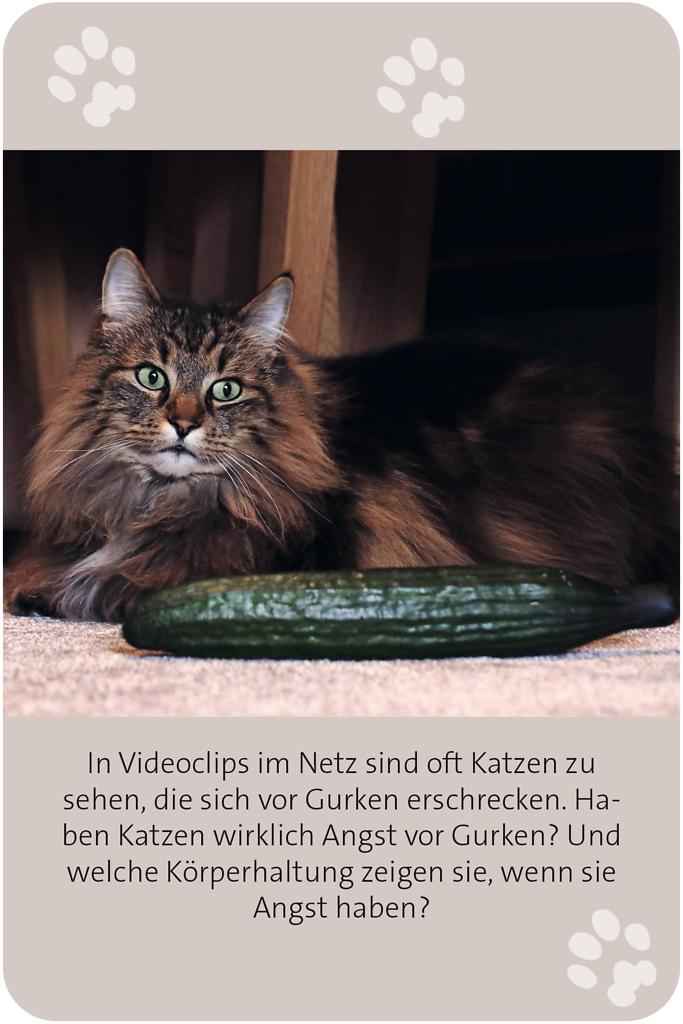 Das große Katzen Quiz