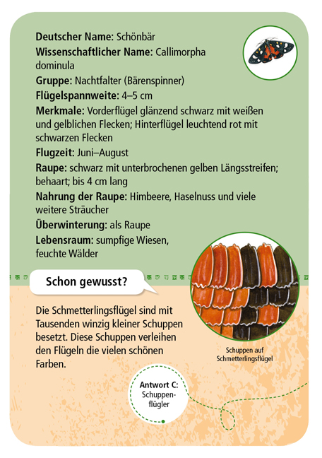 Expedition Natur – 50 heimische Schmetterlinge